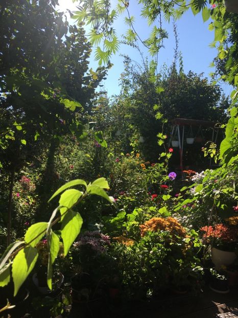 0C844634-28BD-4786-99BB-AAF9CFDB9A01 - Octombrie