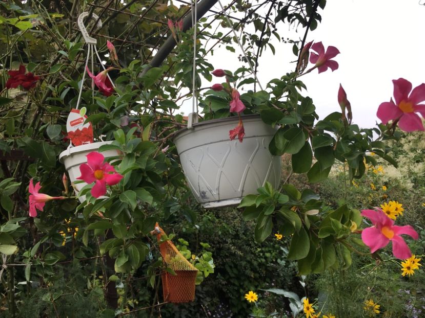 AE44004C-0801-4306-A3D6-9EC11E7F87F5 - Octombrie