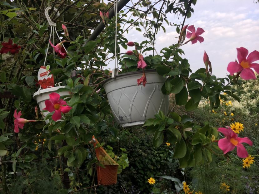 0645725B-74CB-4F81-AE80-41BDE655C8DF - Octombrie