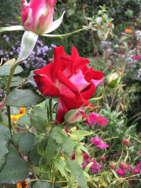 F80AD460-F585-43CE-BB03-2EA5ADC5CEC2 - Octombrie