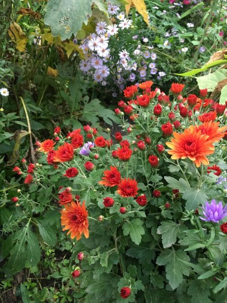 972D53C2-CF99-4E06-80F6-37F2771103EE - Octombrie