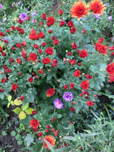 3E465582-55CC-49C7-8598-961E8D74FA53 - Octombrie