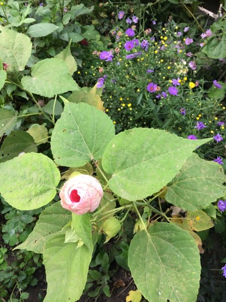 5D52FBEF-5678-4718-A962-3BFDFD796A0C - Octombrie