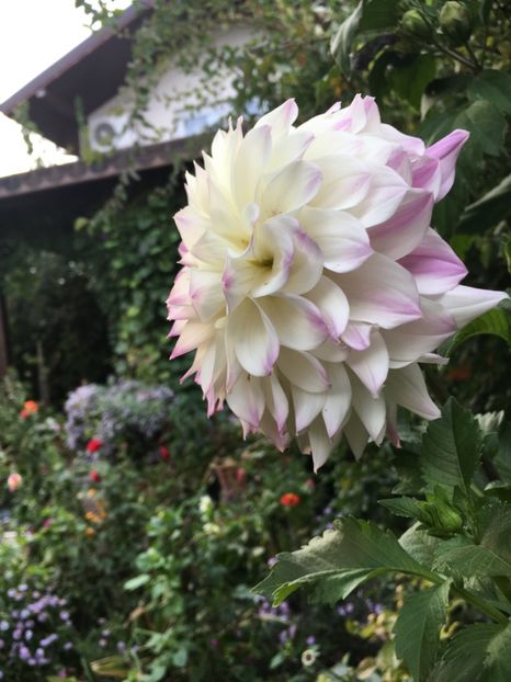 644B89AC-3AD5-4BBA-8D1F-1A3AFBC277E6 - Octombrie