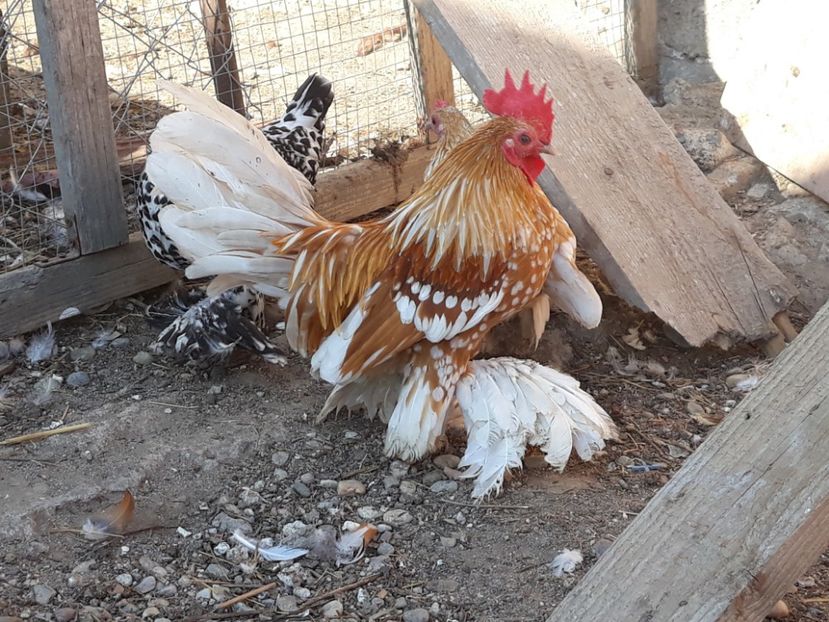  - Pui de gaina 2018