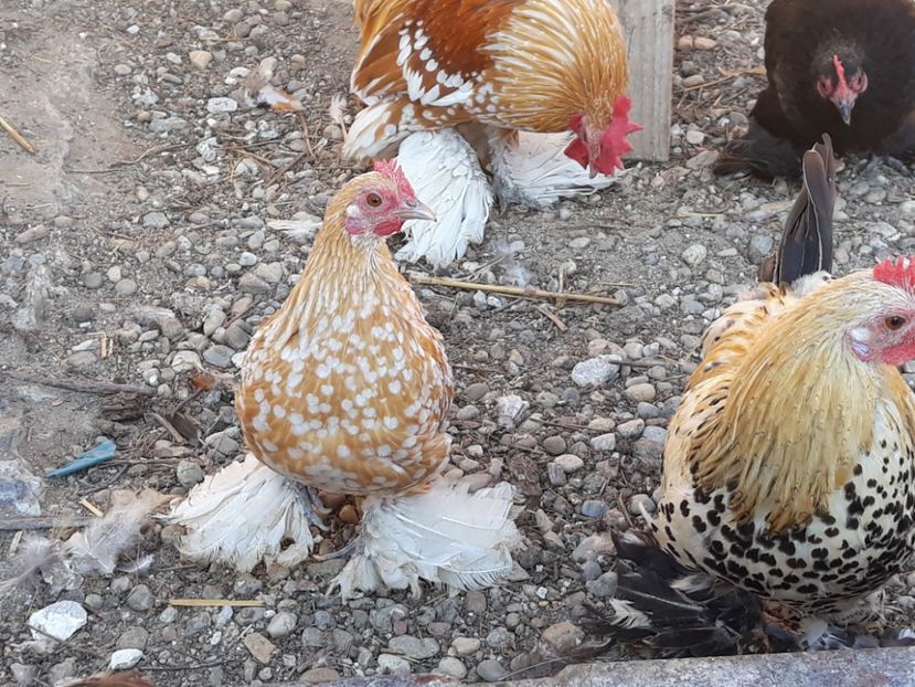  - Pui de gaina 2018