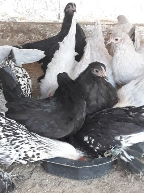  - Pui de gaina 2018