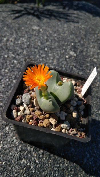 Conophytum bilobum - Aizoaceae 2018