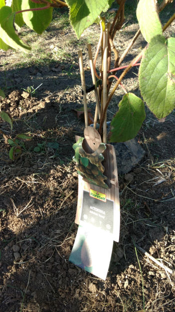  - Achizitii toamna 2018 - Kiwi Agris Zmeur Coacaz