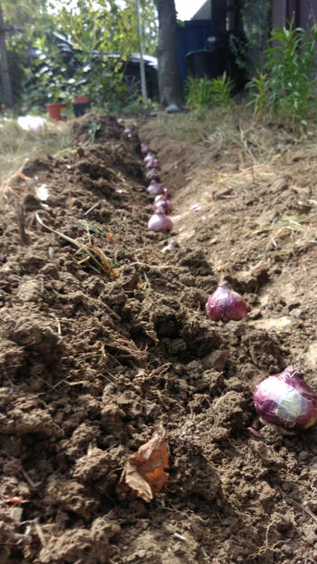  - Achizitii toamna 2018 - Kiwi Agris Zmeur Coacaz