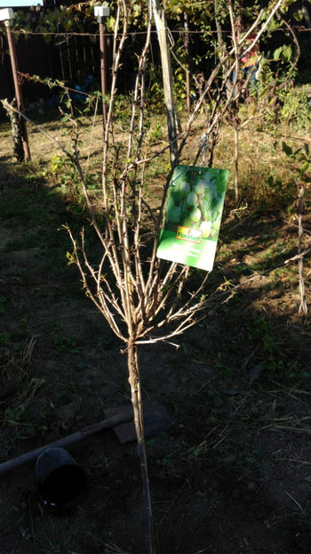  - Achizitii toamna 2018 - Kiwi Agris Zmeur Coacaz