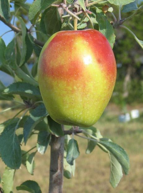 48_pl - 1A Pomi fructiferi altoiti - toamna - 2023