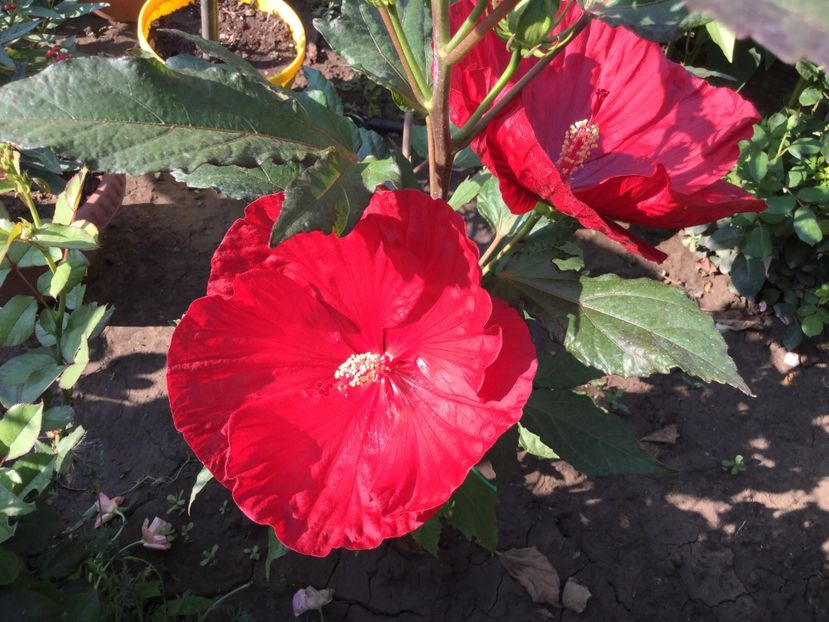 87C18CF8-BDDA-43F8-A7F3-461874B9672E - Hibiscus Moscheutos 2018