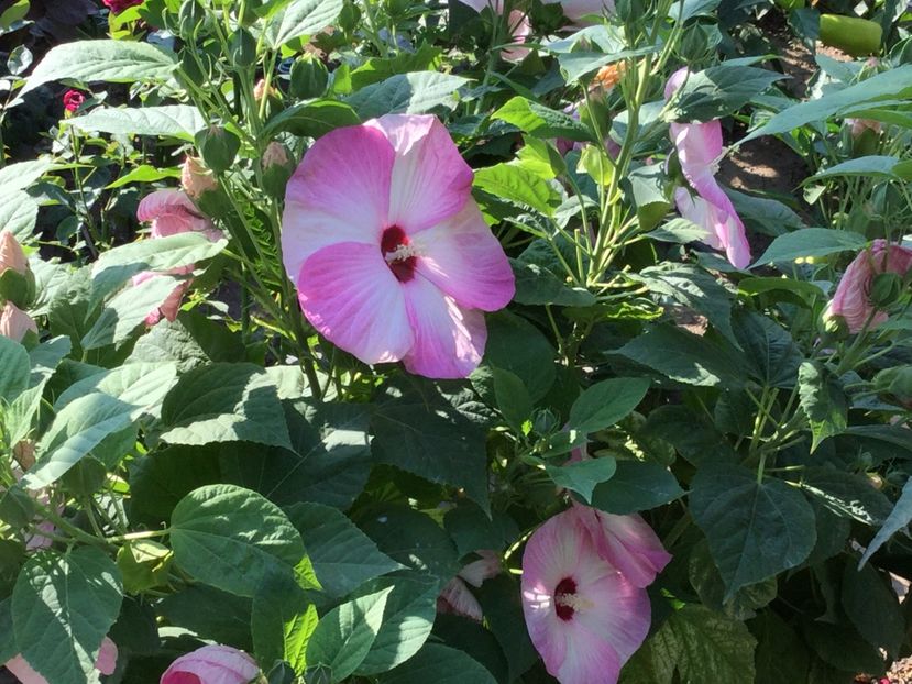 F0DFF02A-E9C9-4C81-9570-ED9B60D9829B - Hibiscus Moscheutos 2018