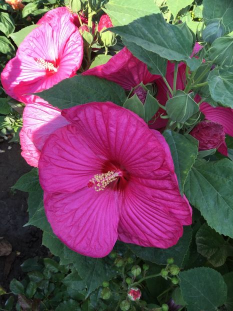 BA4BF798-B709-4D6A-8B84-3FF2BF0FAE8B - Hibiscus Moscheutos 2018