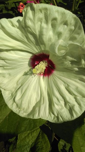 5A8E0BA9-7F95-4BF6-BF04-C0588900FAD5 - Hibiscus Moscheutos 2018