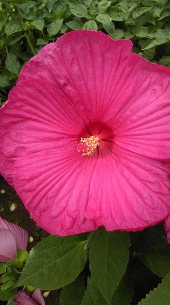 3764A7EA-8FFD-4B04-A473-7AB770FBCE99 - Hibiscus Moscheutos 2018