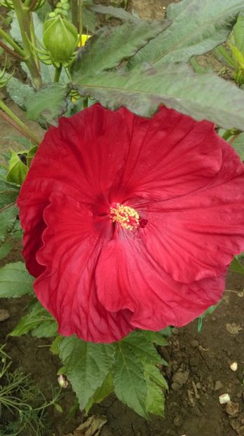 F5FB2EEF-07AB-40CC-B9F2-D5D124397485 - Hibiscus Moscheutos 2018