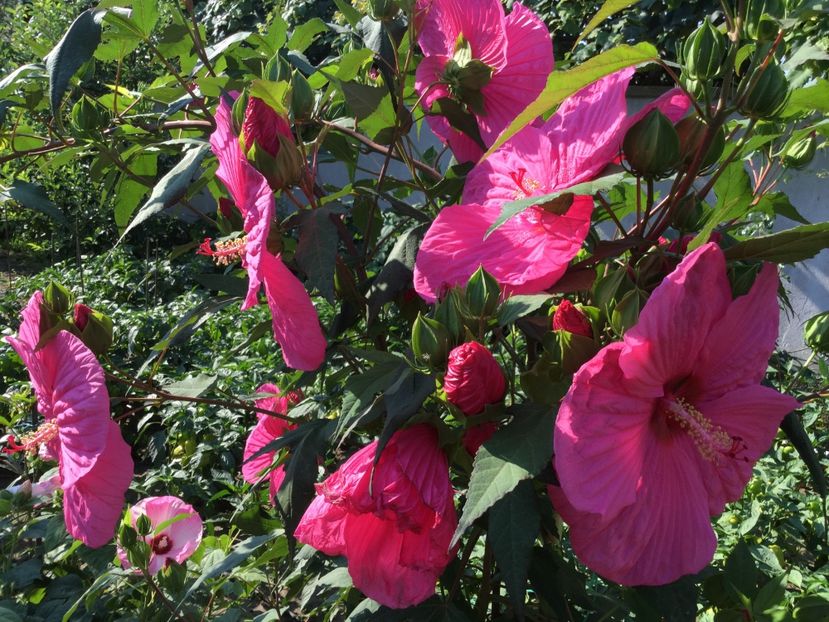 99EA73F2-3B33-4E0F-B9A2-60A4F2F1A1FF - Hibiscus Moscheutos 2018