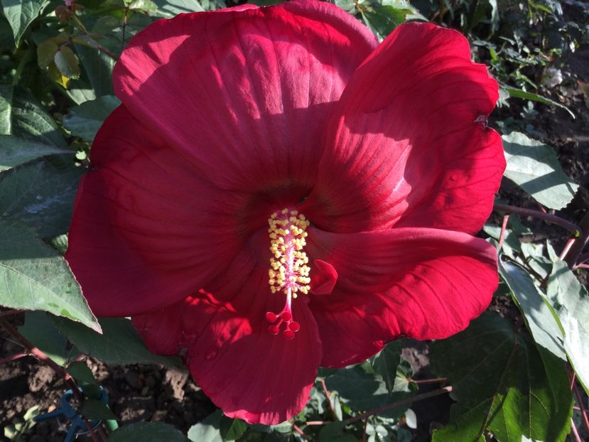 66CD4A24-DAE5-477E-8A84-1C6E806D7849 - Hibiscus Moscheutos 2018