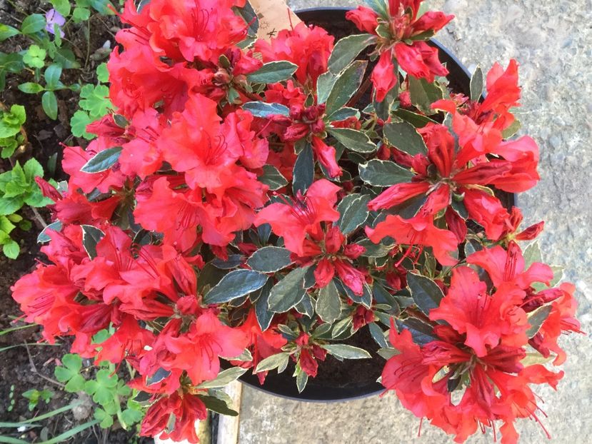 A898436B-6611-40A2-9E8F-0166174E1276 - Flori 2018