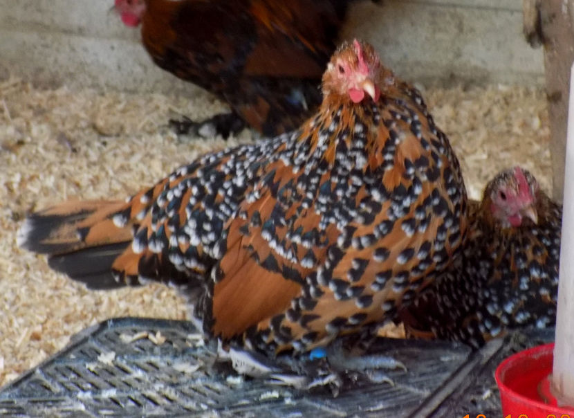  - 04B-MII DE FLORI PORTELAN 2018