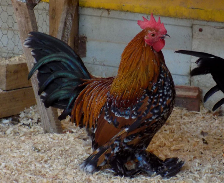  - 04B-MII DE FLORI PORTELAN 2018