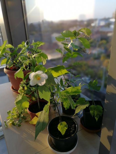  - 8 Abutilon