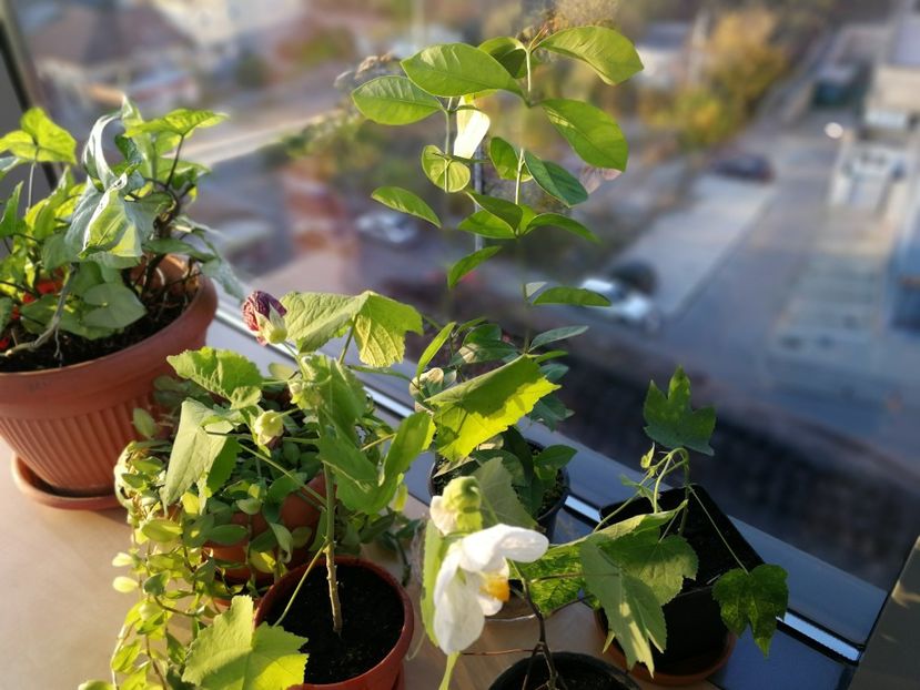  - 8 Abutilon