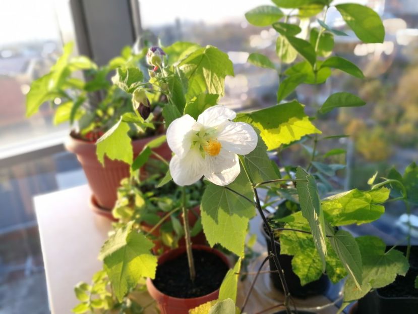  - 8 Abutilon