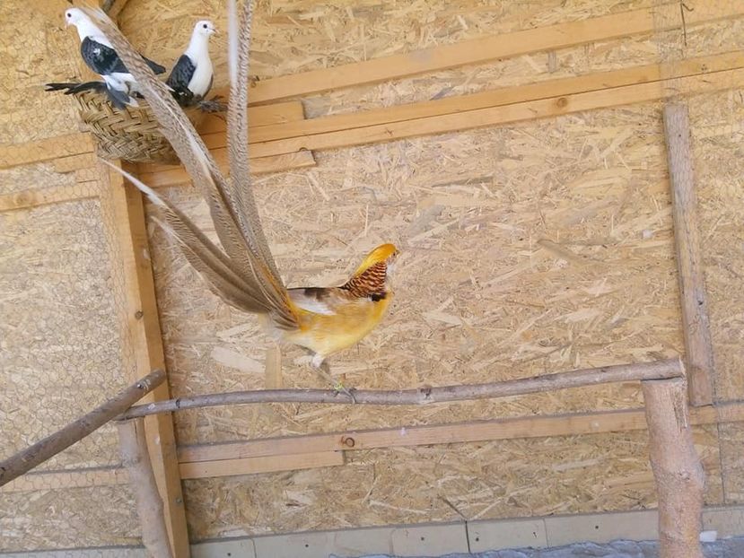  - fazani auriu pe galben