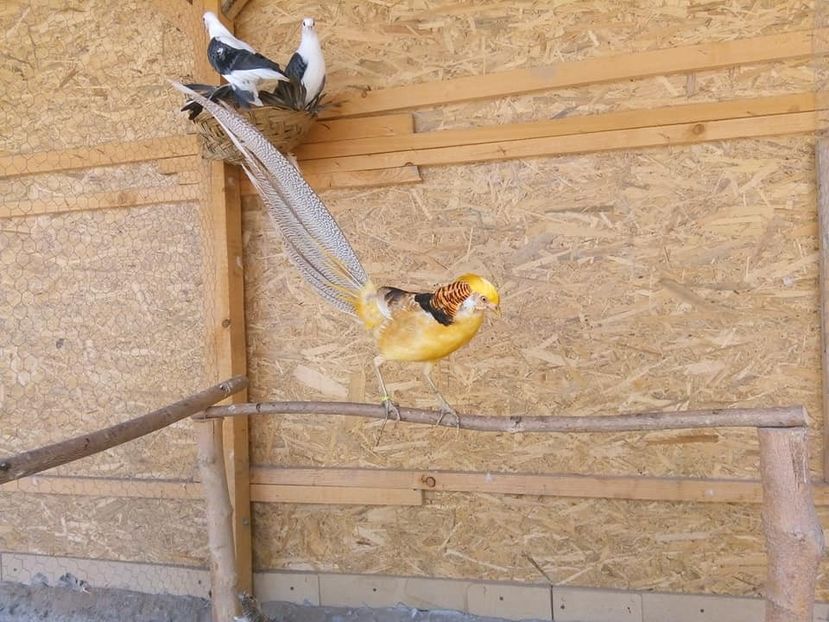  - fazani auriu pe galben