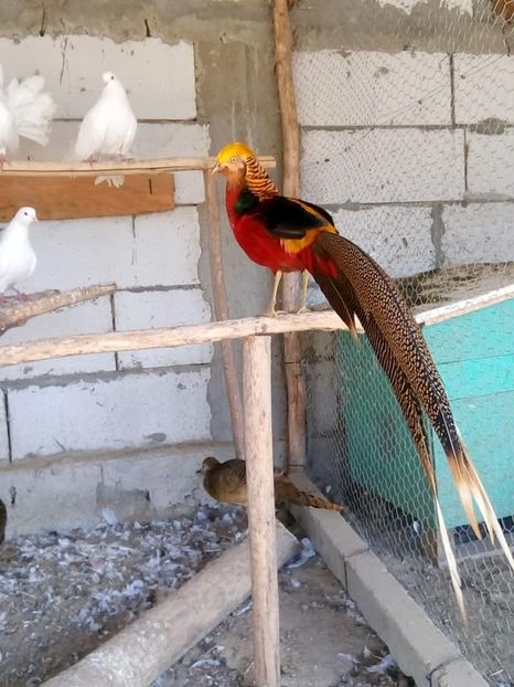  - fazani auriu pe rosu