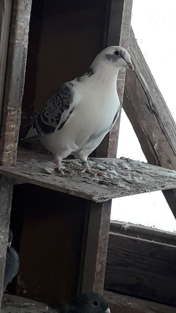  - Pui 2018