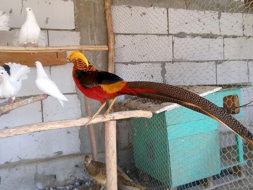  - fazani auriu pe rosu