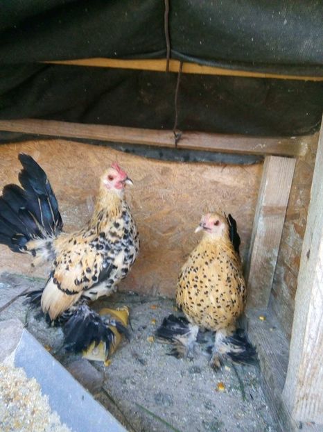  - mii de flori lemon