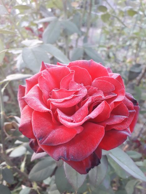 Dame De Coeur - trandafiri 2018 - Plante