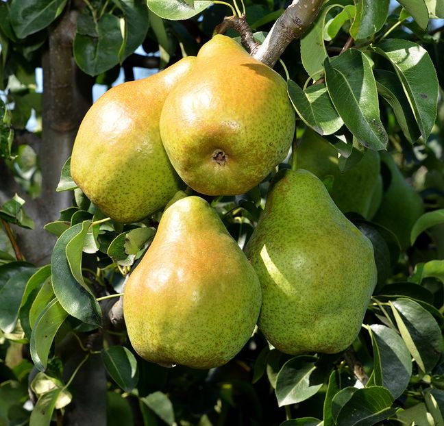 Novembra - Par Novembra