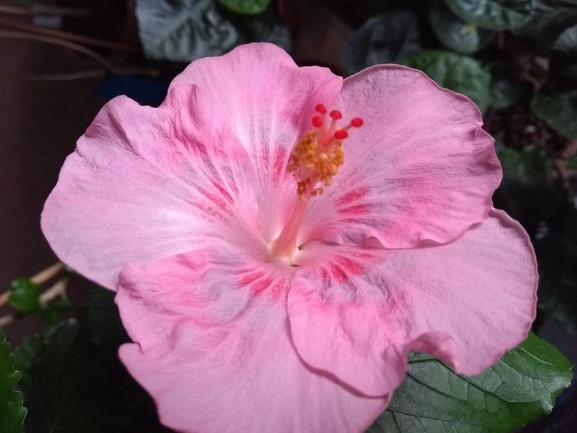  - Tahitian Raspberry Star