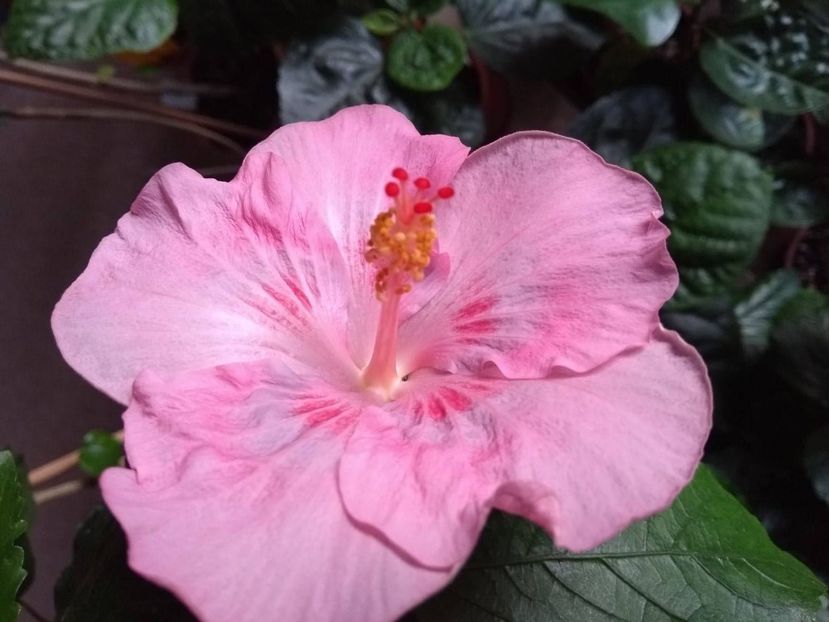  - Tahitian Raspberry Star