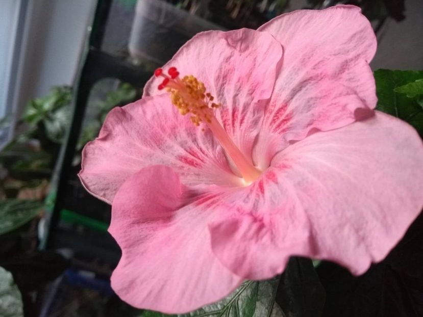  - Tahitian Raspberry Star