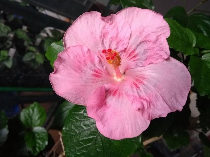  - Tahitian Raspberry Star