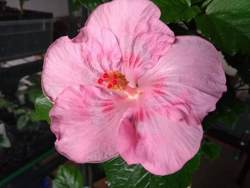  - Tahitian Raspberry Star