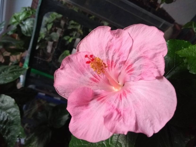  - Tahitian Raspberry Star