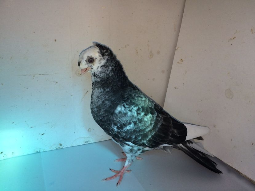 7180  mascul  2018_2 - pui 2018 BM