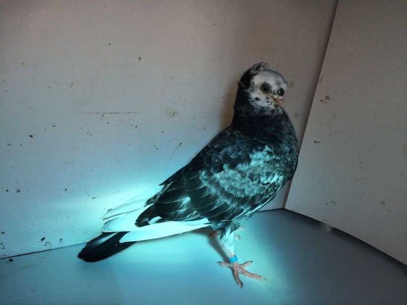 7180  mascul  2018_3 - pui 2018 BM