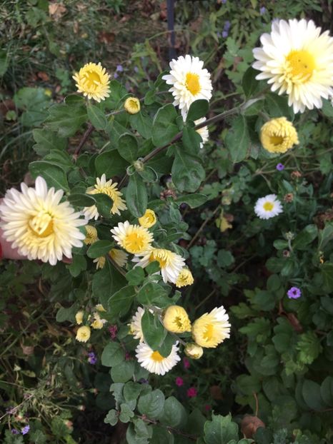 E3185A86-E32D-449D-8538-51DB7BE81952 - Crizanteme 2018