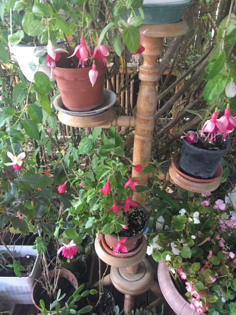 A643C766-B4A5-45C6-BFC7-A89CD4ECD7F1 - Fucsii 2018