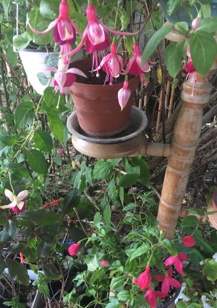 F417301B-C0A0-476B-ABDF-F556B3A344EB - Fucsii 2018