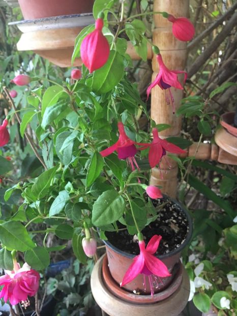 D07BDCF4-AFA4-4783-B3FF-090F67D295A2 - Fucsii 2018